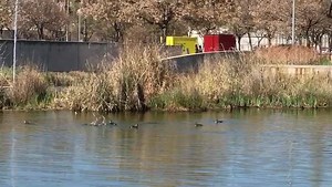 15 pollets d'anec collverd neixen al llac #CanZam Una mostra més de la millora de la biodiversitat del Parc #SantaColoma #MediAmbientSCG 💚🌱🦆🌱🦆🌱🦆🌱💚 | Núria Parlon Gil