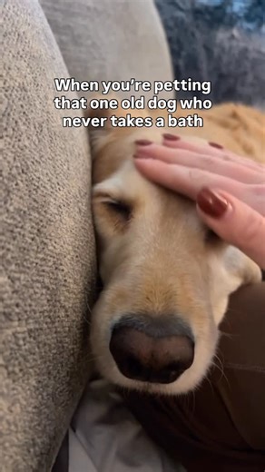 Millie | The Red Golden Retriever on Instagram: "Stinkier the better 🩷 #stinky #bathtime #goldenretriever #funnydogs #funnydogvideos #trendingaudio #goldenlove #puppylove #dogsofinstagram #puppiesofinstagram #goldenpuppy #goldensdaily #dogsofinstaworld #puppyreels #dogreels #dogoftheday #instadog #funnyskit #doghack #dogmom #dogparent #doghumor"