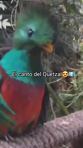 4.7K views · 80 reactions | El canto del Quetzal. 殺  #guatemala502 #Quetzales #avesexoticas créditos de video: Sergiojanthony490 | Guatememorias | Facebook