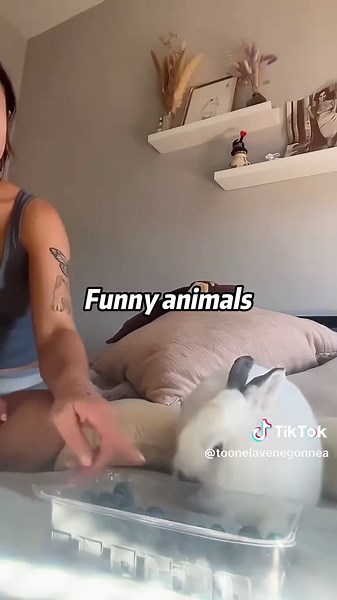 Hilarious Moments with Funny Animals