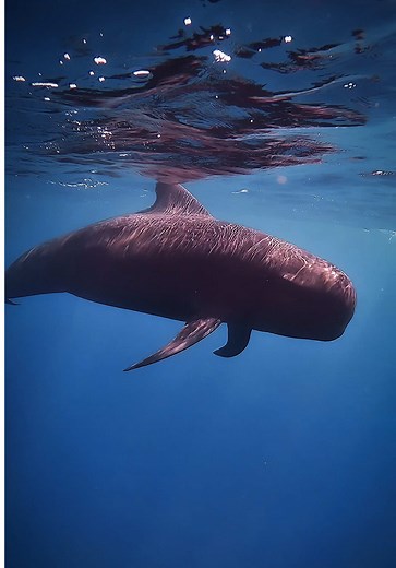 Encountering Pilot Whales in Baja California