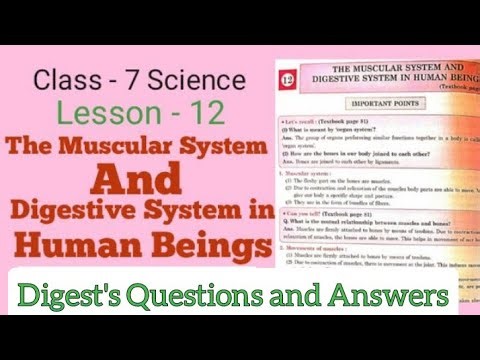 Std.7 Science | Lesson 12 | The Muscular System and Digestive System in Human Beings | Digest Answer