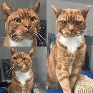 10K views · 239 reactions | So I have three cats. THIS is the...