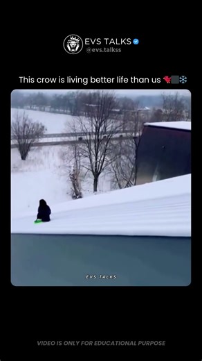 This Crow Is Living a Better Life Than Most of Us 😂🐦 | Peak Bird Luxury