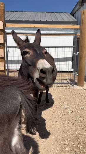 Real Booty Call: Donkey Hee Haw on the Ranch