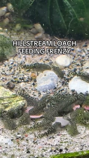 Hillstream loaches breeding like crazy!