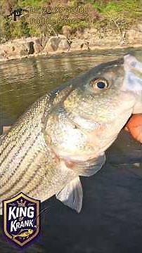 INSANE Rockfish Strike in DC Waters! Potomac River Fishing 🎣