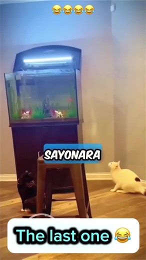 Funniest Pet Voiceovers on TikTok