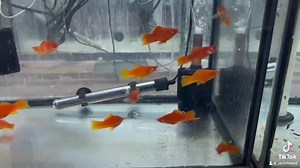 The Red Velvet Swordtail, a living masterpiece with its velvety red hues and distinctive sword-like tail, adds an exquisite touch of elegance to your aquarium. A captivating aquatic dance of color and grace. 🎨🐟 #RedVelvetSwordtail #AquariumMasterpiece | Pet Zone Tropical Fish, San Diego, California