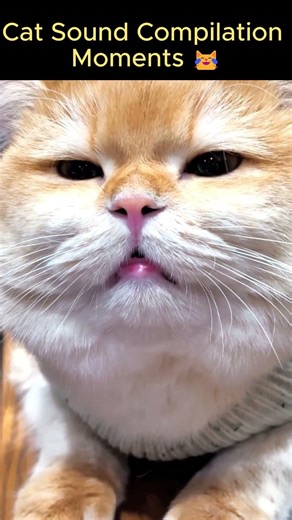 Cat Sound Compilation Moments #kittens #catvideos #cat #shorts