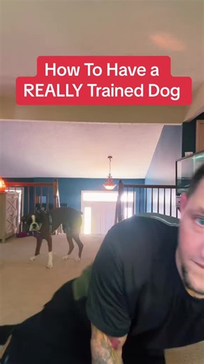 Understanding Dog Behavior: Essential Training Tips