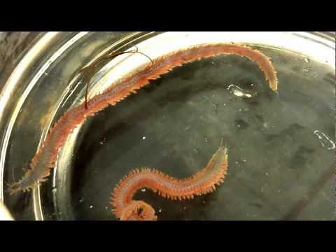 Nereis (pile worm/clam worm)