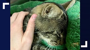 'Our hearts are broken': SCRAPS says cat found shot with pellet gun has died