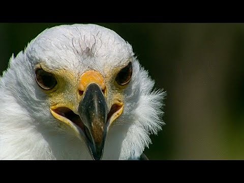 How to Fish Like an Eagle | Deadly 60 | BBC Earth Explore