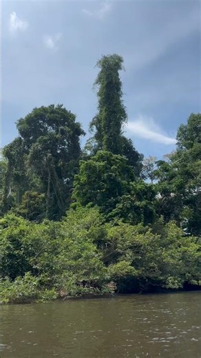 Taman Negara National Park, Malaysia 🇲🇾 #travel #fyp #rainforest #tamannegara
