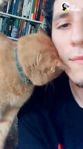 13M views · 440K reactions | Este gato visita a su vecino todos los días y espera frente a su casa cuando no está hasta que llegue ❤️ | El Dodo | Facebook