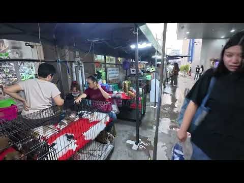 BANGKOK PET MARKET WALK / CHATUCHAK UNFILTERED ANIMAL TRADE 4K