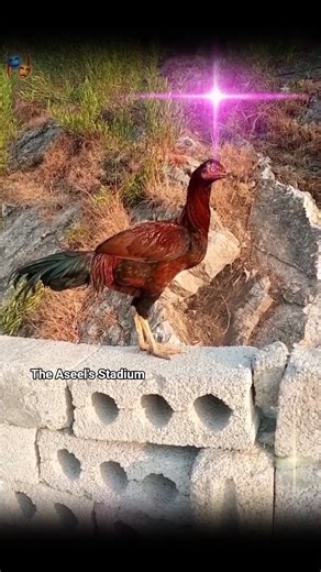 murgha #youtubeshorts #aseelmurga #mianwaliaseels #trending #chicken #ytshorts #animals #music