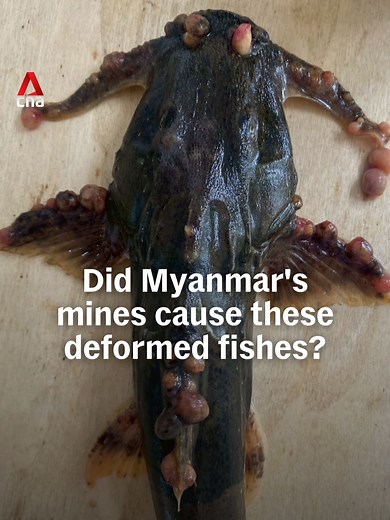 Deformed fishes caught in Thailand’s Kok River have raised fears of dangerous pollution, and villagers have reported unusual skin ailments after coming into contact with the water. Thai researchers have found toxic traces that may be linked to illegal rare earth mining operations upstream in Myanmar. The Kok feeds into the Mekong, Asia’s third-largest river, whose farm and fisheries products reach supermarkets worldwide, including in the US and Singapore. Thai authorities have since warned farme