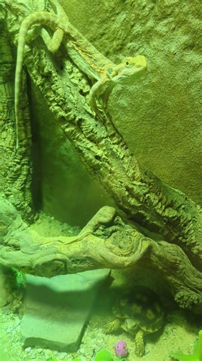 Bartagame und Schildkröte 💛 | 🐍 Viking Reptiles #shorts