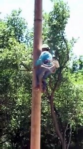 Climbing a tree with no branches? 🌳 Arborists & linemen use spikes, ropes & pure skill to scale trun