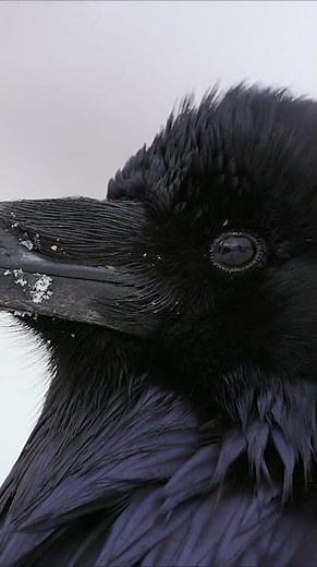 Ravens are said to be one of the world's smartest birds 🐦‍⬛ #Animals #Shorts #Nature #Raven