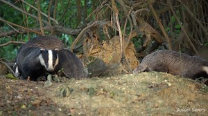 2K views · 143 reactions | Evidence shows that culling badgers is...