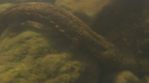 171K views · 619 reactions | OZARK HELLBENDERS -- These aquatic salamanders may look scary, but they are harmless. Unfortunately, their population numbers have been on the decline. Learn more in this short video and using our online Field Guide: https://nature.mdc.mo.gov/discover-nature/field-guide/hellbender -- Kipp@MDC | Missouri Dept. of Conservation | Facebook