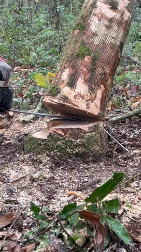 Lee Kimber on Instagram: "Very simple but effective way to roll out a hung up tree safely….tree felled using a danish pie cut, remove back of the tree, then take the hinge out from the opposite side….easy really and here my students practice this in case it happens, which it does to everyone 🤔👍☕️🌲🪓 #chainsaw #training #treework #arborist #chainsawman #treeclimbing #logging #treefelling #treeworker #forestry #practice #students #trainingcourse"