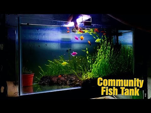 GloFish Tetra, Mollies and Red Platies Community Tank After 3 Months !