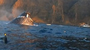 19K views | Now, that's a close call! These divers had a very scary encounter with a humpback whale! | USA TODAY Video | Facebook