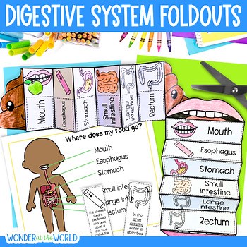 Digestive system sequence and fold activity - human body systems digestion