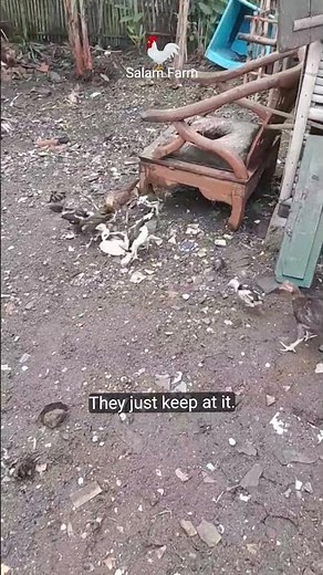 NATIVE CHICKEN FARMING #chicken #chickenfarming #chickenfarm