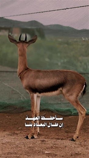 Crea Videos Asombrosos con CapCut