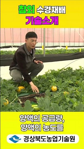 Korean melon hydroponic cultivation