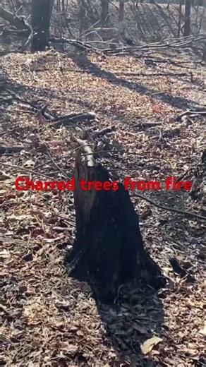 Charred trees from fires in Michaux ‪@dayhikingandherpingdudes‬