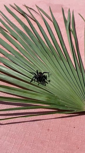 Survival Challenge: 24 Hours Underwater with Giant Pool Spiders