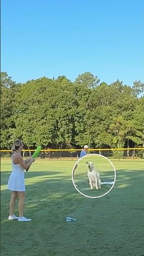 Baseball’s Innovative Dog Game