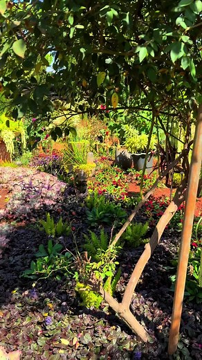 maggie.your_landscaper (@maggie.your_landscaper)’s videos with son original - Nonoshow influenced social-Med