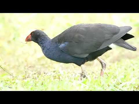 Australasian swamphen