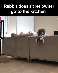 561K views · 10K reactions | Proof that bunnies can smile! | Bini the Bunny | Facebook