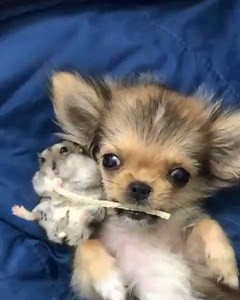 11K views · 419 reactions | Voici un remake du célèbre dessin animé La belle et le clochard !  Cette amitié improbable nous fait craquer !  crédit : instagram.com/yutafamily | J'ai plus de croquettes | Facebook