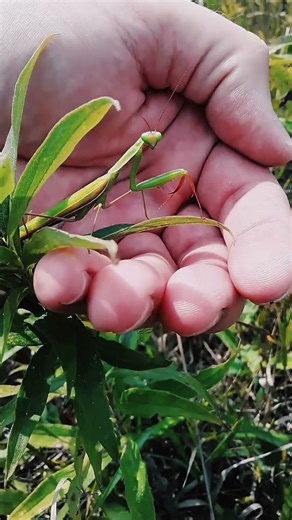 insect transformation!!