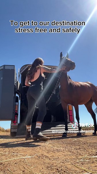 Horses On The Road: Ensuring Safety and Responsible Driving