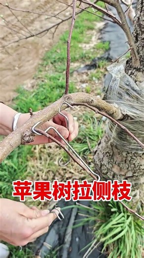 Fruit tree branch shaping machine #fruit tree branch shaping #fruit tree planting #farmingtools