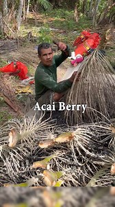 773K views · 3K reactions | Acai Berry trái cây vua #reels #shorts #tiktok | Kiến Thành | Facebook