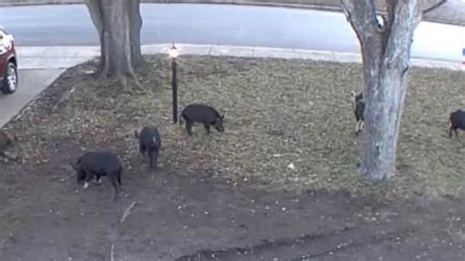 San Antonio residents on edge as feral hogs invade neighborhoods, damage lawns
