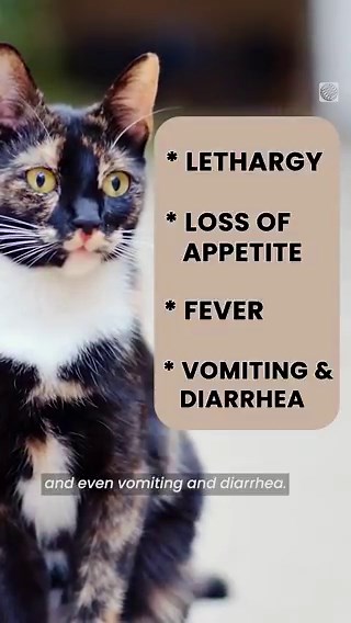 ‘Bobcat fever’ has U.S. animal experts on alert. Spread by Lone Star ticks, it can be deadly for cats—symptoms show up 10–14 days later and can escalate quickly.Watch more video: https://t.co/0S60dm48eX