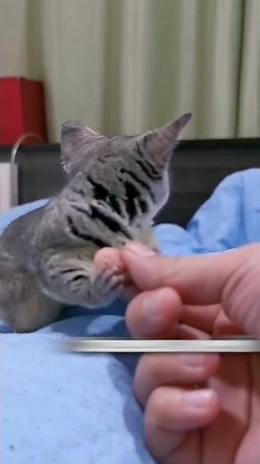 ADORABLE Bush Baby Steals Food! #Shorts