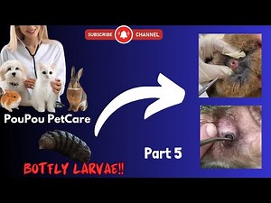 Rescue animal from botfly